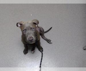 Mutt Dogs for adoption in Denver, CO, USA