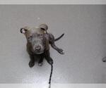 Small Mutt
