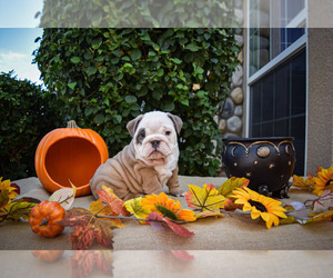 English Bulldog Puppy for sale in SAN JOSE, CA, USA