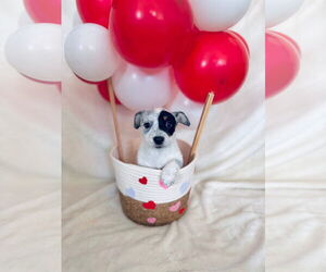 Mutt Dogs for adoption in New London, WI, USA