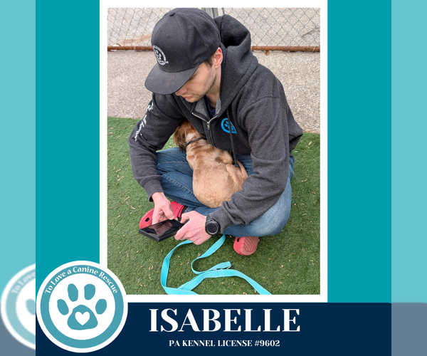 Medium Photo #2 Shih Tzu-Unknown Mix Puppy For Sale in Kimberton, PA, USA