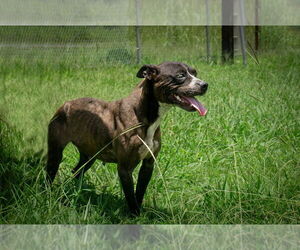 Liberty - Female Mutt Dog for Adoption - Photo #3