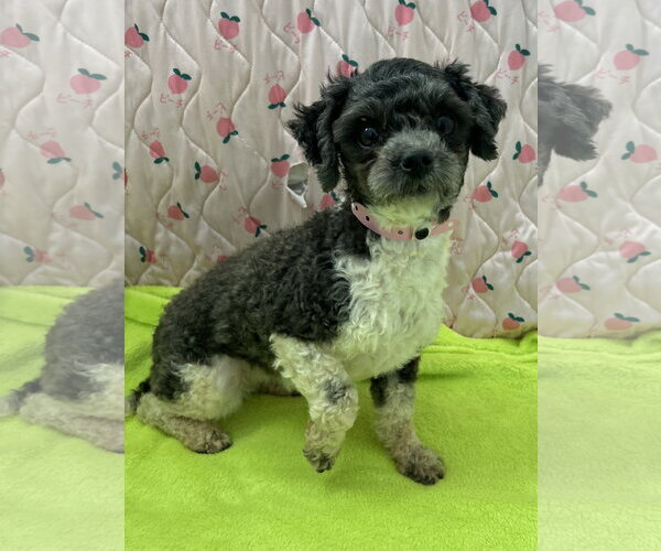 Medium Photo #4 Maltese Puppy For Sale in Pacolet, SC, USA