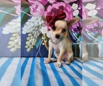 Small #5 Chihuahua