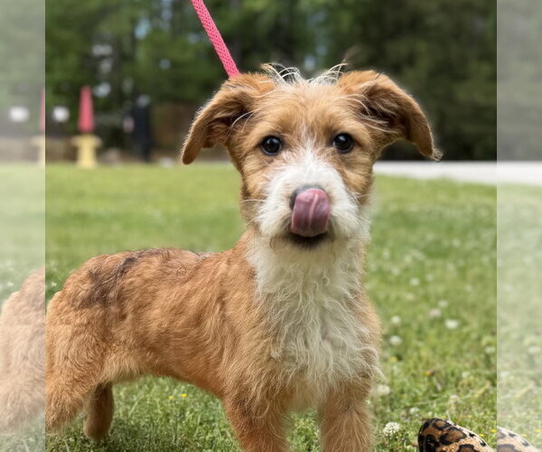 Medium Photo #1 Mutt Puppy For Sale in Yardley, PA, USA
