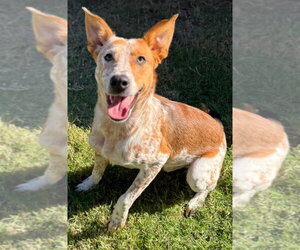 Ares - Male Mutt Dog for Adoption - Photo #4