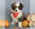 Small Photo #1 Aussiedoodle Miniature  Puppy For Sale in MILLERSBURG, OH, USA