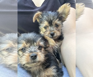Yorkshire Terrier Puppy for sale in MODESTO, CA, USA