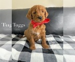 Puppy TUGGS Goldendoodle