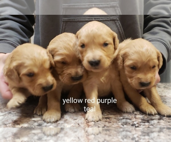 Medium Photo #1 Golden Retriever Puppy For Sale in PARMA, ID, USA