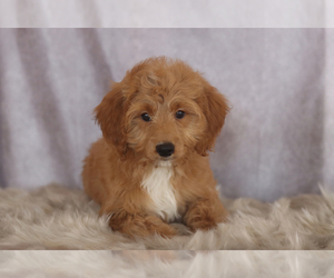 Goldendoodle (Miniature) Puppy for sale in ITASCA, TX, USA
