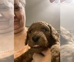 Small Photo #10 Poodle (Standard) Puppy For Sale in BARTLETT, TX, USA