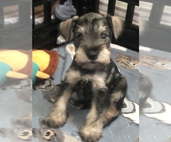 Medium Photo #6 Schnauzer (Miniature) Puppy For Sale in SARASOTA, FL, USA