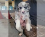 Puppy 5 Border-Aussie