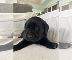 Small Photo #31 Labrador Retriever Puppy For Sale in NEW HOLLAND, PA, USA