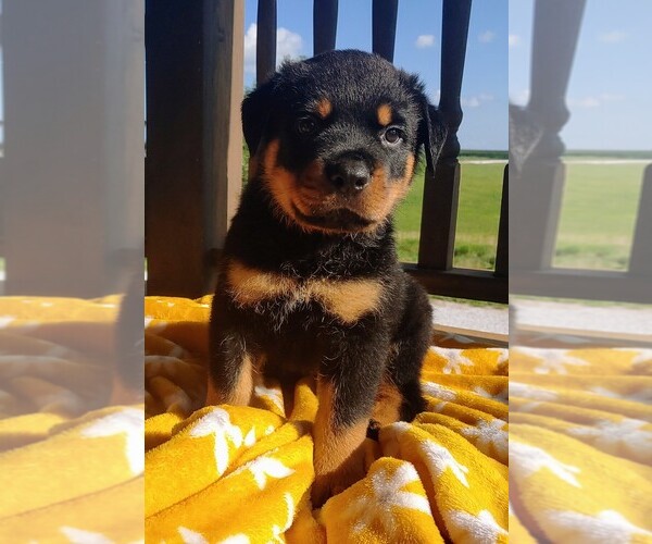 Medium Photo #1 Rottweiler Puppy For Sale in TABLE GROVE, IL, USA