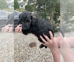 Small Photo #7 Poodle (Standard) Puppy For Sale in BROOMFIELD, CO, USA