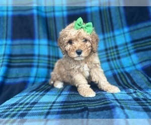 Cavapoo Puppy for sale in LAKELAND, FL, USA