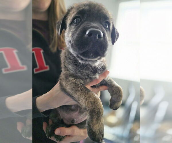 Medium Photo #2 Australian Shepherd-Catahoula Leopard Dog Mix Puppy For Sale in Aurora, IN, USA