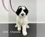 Small Photo #3 Sheepadoodle Puppy For Sale in EAST GRAND FORKS, MN, USA