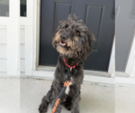 Small #2 Mutt