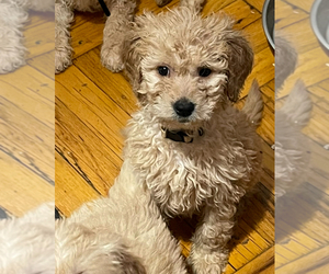 Goldendoodle (Miniature) Puppy for sale in NEW YORK, NY, USA