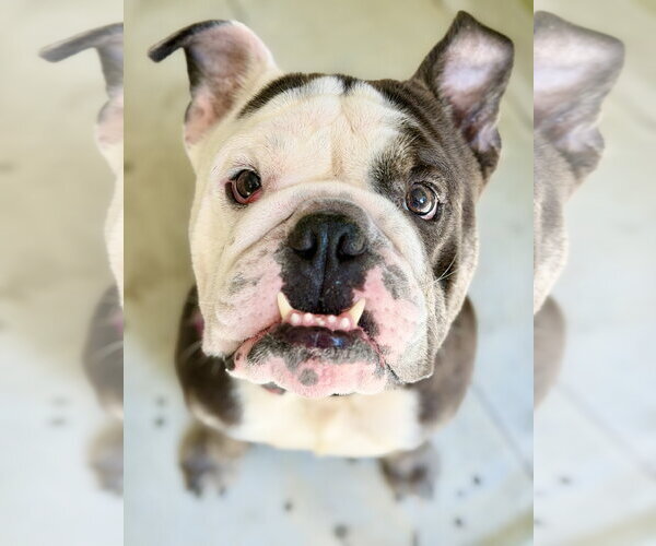 Medium Photo #1 Bulldog-Unknown Mix Puppy For Sale in West Cornwall, CT, USA