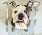 Small Bulldog Mix