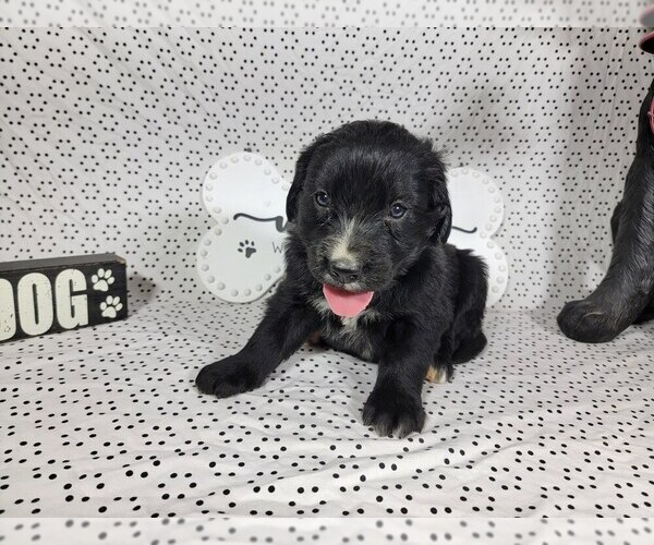 Medium Photo #19 Golden Mountain Dog Puppy For Sale in BLACK FOREST, CO, USA