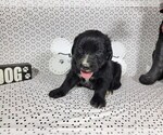 Small Photo #19 Golden Mountain Dog Puppy For Sale in BLACK FOREST, CO, USA