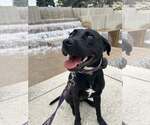 Small #4 Labrador Retriever Mix
