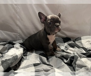 French Bulldog Puppy for sale in EMPORIUM, PA, USA