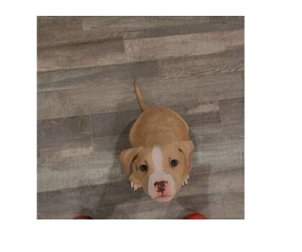 Medium Photo #1 American Pit Bull Terrier Puppy For Sale in GVILLE, SC, USA