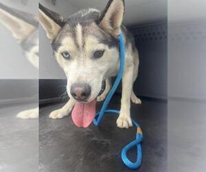 Siberian Husky Dogs for adoption in Camarillo, CA, USA