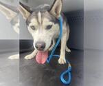 Small Siberian Husky