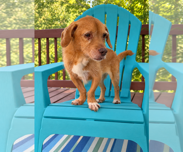 Medium Photo #2 Mutt Puppy For Sale in Pacolet, SC, USA