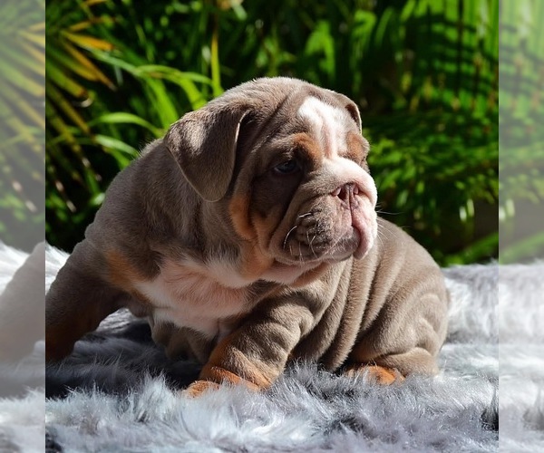 Medium Photo #1 English Bulldog Puppy For Sale in DETROIT, MI, USA