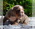 Small English Bulldog