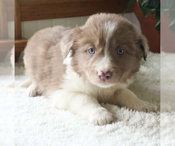 Medium Photo #5 Border Collie Puppy For Sale in MANHEIM, PA, USA