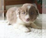 Small Photo #5 Border Collie Puppy For Sale in MANHEIM, PA, USA