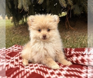 Pomeranian Puppy for sale in MIDDLEBURY, IN, USA