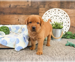 Small #1 Labrador Retriever