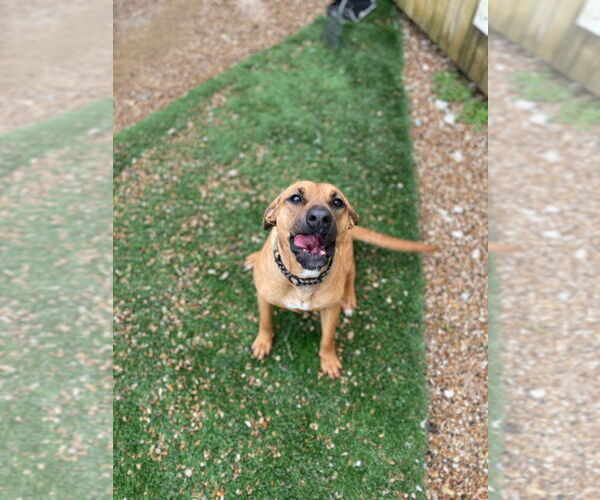Medium Photo #7 Mutt Puppy For Sale in Foristell, MO, USA