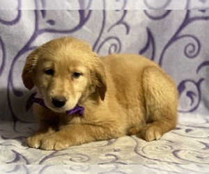 Golden Retriever Puppy for sale in LANCASTER, PA, USA