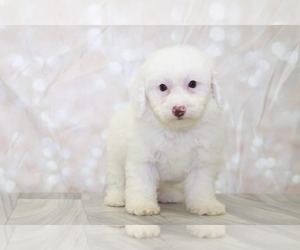 Poodle (Miniature) Puppy for sale in MARIETTA, GA, USA
