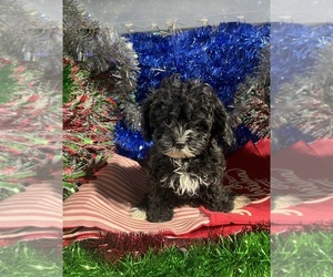 YorkiePoo Puppy for sale in DURHAM, CT, USA