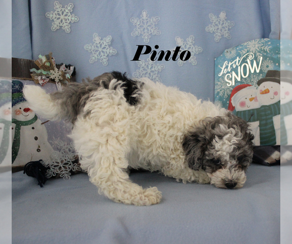 Medium Photo #15 Poodle (Toy) Puppy For Sale in CHANUTE, KS, USA