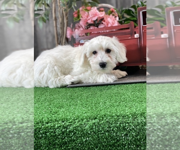 Medium Photo #1 Bichon Frise Puppy For Sale in CANOGA, NY, USA