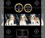 Small #2 Cavalier King Charles Spaniel