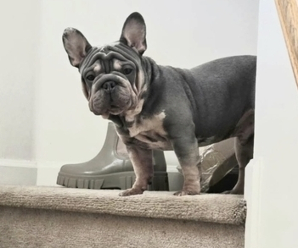 Medium Photo #1 French Bulldog Puppy For Sale in GLEN BURNIE, MD, USA